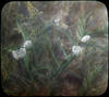 Botanical : Whorled Milkweed