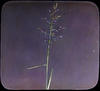 Botanical : Grass