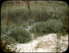 Botanical : Pepper Grass Pepperwort, Lepidium Virginicum/ photographed by E.E. Parratt ; colored ...