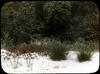 Botanical : Beard Grass and Poison Ivy, Andropogon Scoparius /photographed by E.E. Parratt ; colo...