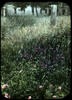 Botanical : Red Clover Meadow Rose, Trifolium Pratense, Rosa Blanda/ photographed by E.E. Parratt...