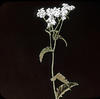 Botanical : Queen Anne's Lace