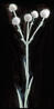 Botanical : Snakeroot