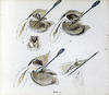 Botanical/ photographed by E.E. Parratt ; colored by Charlotte Pinkerton
