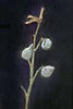 Botanical/ published by Nichols Slides