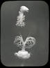 Botanical