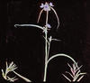 Botanical : Spiderwort Tradescantia