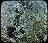 17 : Milkweed