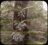 14 : Milkweed