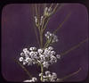 13 : Milkweed