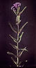 12 : Milkweed