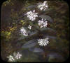 11 : Milkweed