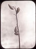 10 : Milkweed