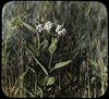 7 : Milkweed