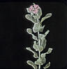 3 : Milkweed
