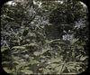2 : Milkweed