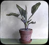 Botanical : Skunk Cabbage