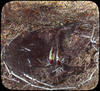 Botanical : Skunk Cabbage