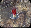 Botanical : Skunk Cabbage, Feb 22