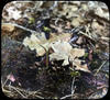 Botanical : Skunk Cabbage