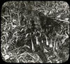 Botanical : Skunk Cabbage