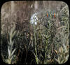 Botanical : White Fringed Orchid