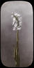 Botanical : White Fringed Orchid