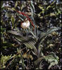 Botanical : Yellow Lady's Slipper