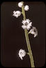 Botanical : Mitrewort ; Flowers magnified