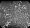 Botanical : Dandelion