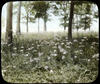 Botanical : Yarrow, Achillea Millefolium/photographed by E.E. Parratt ; colored by Charlotte Pink...