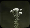 Botanical : Yarrow