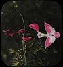 Botanical : Calopagori