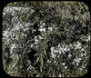 Botanical : White Autumn Aster