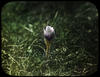 Botanical : Pasque