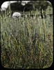Botanical : Salsify