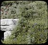 Botanical : Tradescantia ; Wild Rose