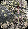 Botanical : Jack in the Pulpit
