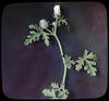 Botanical : White Campion
