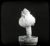 Botanical : Vegetable