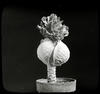Botanical : Cabbage