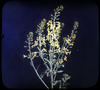Botanical : Cabbage blossoms
