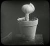 Botanical : Vegetable