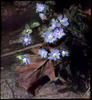 Botanical : Hepatica