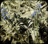 Botanical : Spiderwort