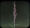 Botanical : Sorrel